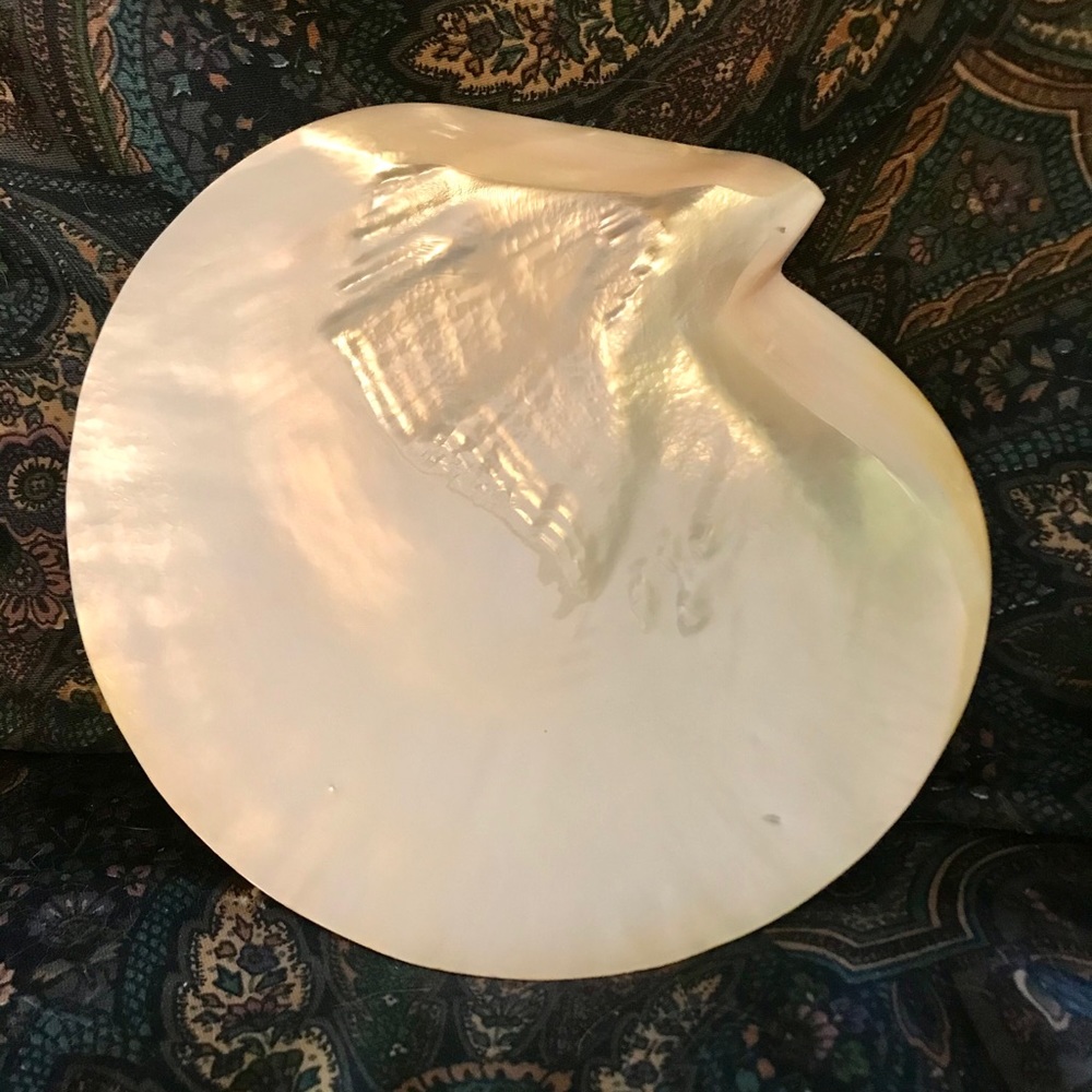 Pearl nautilus dishes oyster plate decor, set of 6